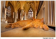 Wells Cathedral cat 